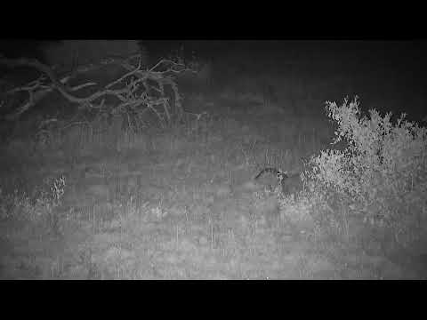 Djuma: Genet on the prowl - 00:20 - 11/17/2023