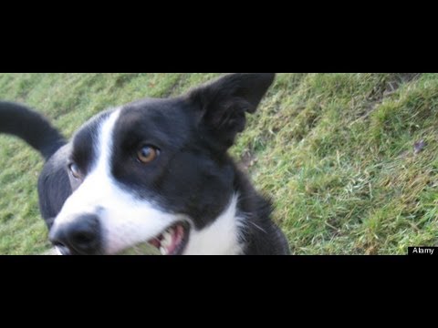 佛羅里達州男子被狗射殺，狗未被逮捕。 (Florida Man Shot By Dog, Dog Not Arrested)