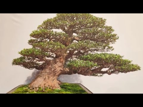 The Trophy 2020   International Bonsai Show GENK BELGIUM #3