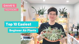 TillyTalks with Dave: Top 10 Easiest Beginner Air Plants!