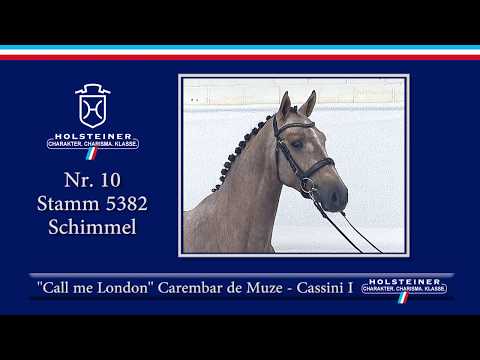 Holsteiner Körung 2019 | Nr. 10 - Call me London