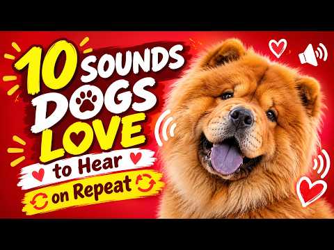 10 Sounds Dogs LOVE to Hear on Repeat 🐶❤️