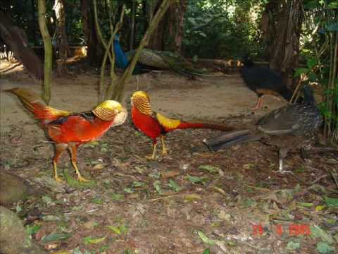 DOIS PASSARINHOS LEONARDO