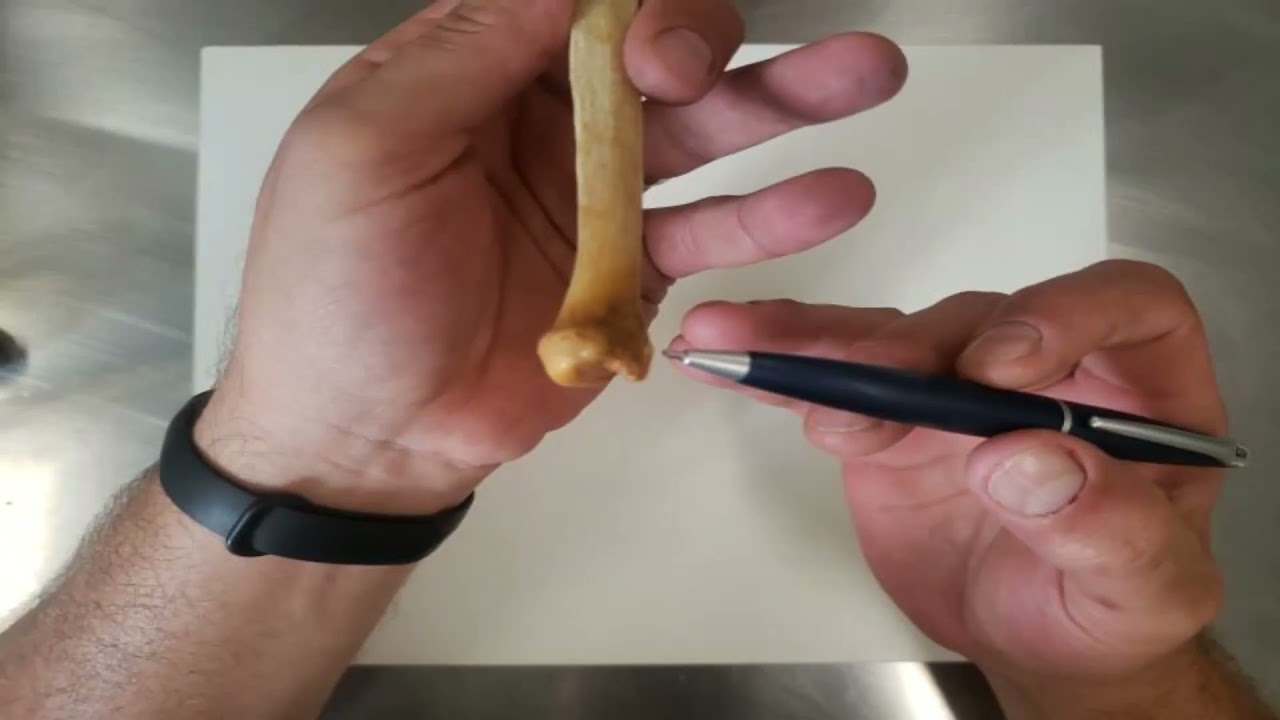 VÍDEO AULA PRÁTICA OSSOS DE MEMBRO SUPERIOR PARTE 3 - ULNA RÁDIO E MÃO