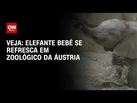 Elefante bebê se refresca em zoológico da Áustria durante onda de calor; veja | CNN BRASIL