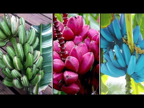 download lagu mp3 mp4 How Many Different Kinds Of Bananas Are There, download lagu How Many Different Kinds Of Bananas Are There gratis, unduh video klip How Many Different Kinds Of Bananas Are There