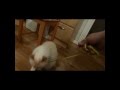 2011 2012 Silvester Katzenspass