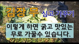 김장 무 심고 가꾸기 이렇게 하면 굵고 맛있는 무로 가꿀 수 있습니다. #김장 무 가꾸기 #김장 무 파종 시…