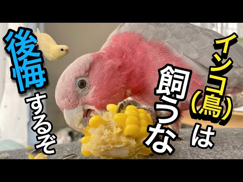 オウムの羽の切り方