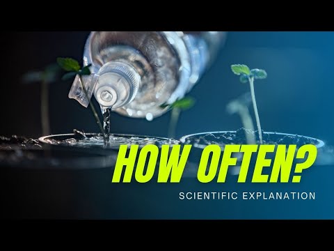 , title : 'How often do I need to water Cannabis plants? (Science Explained)'