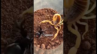 Download lagu Facts about scorpions mp3
