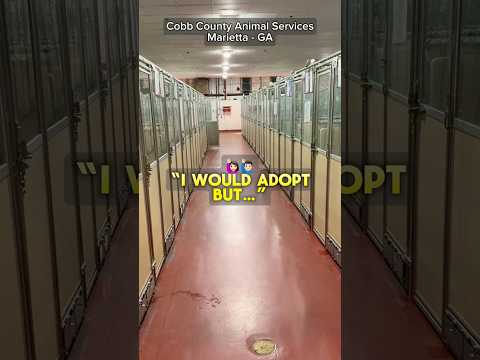 Please consider adopting and saving a life PART 2 - #adopt #dog #shelterdog #marietta
