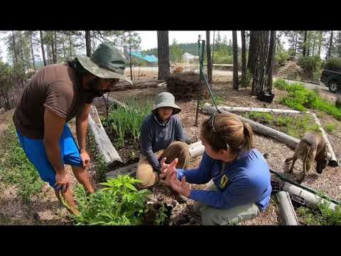 Learning about cannabis