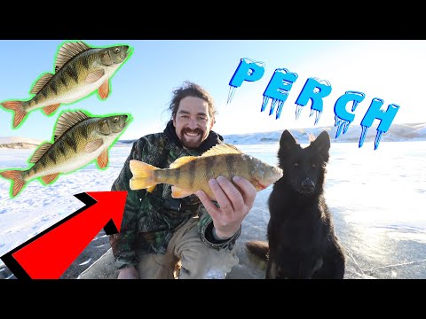 Ice Fishing / Jumbo Perch! / EARLY Ice Fishing / Saskatchewan Outdoors