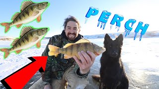 Ice Fishing / Jumbo Perch! / EARLY Ice Fishing / Saskatchewan Outdoors
