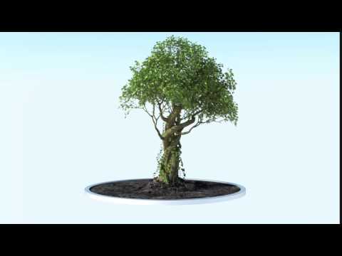 Growing tree animation / Growfx