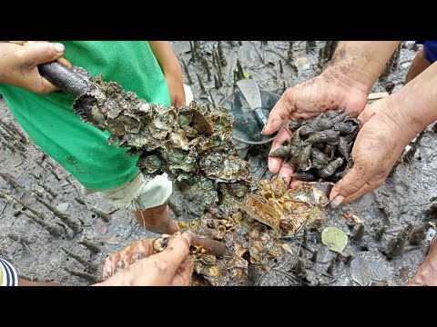 p2 dalo dalo and talaba catch and cook