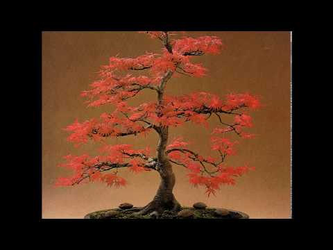 Tiny Fingers - Dawn [Full Album]