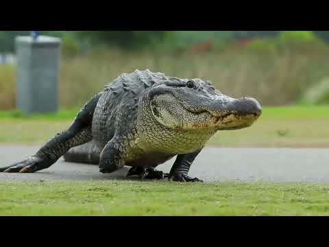 Sombre Reptiles (Unofficial Music Video)