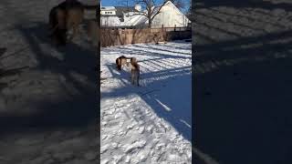 Video preview image #1 Mutt Puppy For Sale in Brooklyn Center, MN, USA