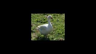 Alle meine Entchen - Techno :P