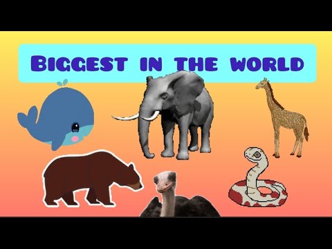 Biggest Animals in the world / elephant / ostrich / giraffe/ anaconda #funlearnwithjaneesha