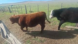 46 Novillitos de 280 kg - Vittori Ercazti - Plaza Ganadera
