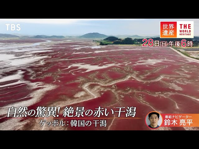 世界遺産「自然の驚異！絶景の赤い干潟」🈖🈑🈓