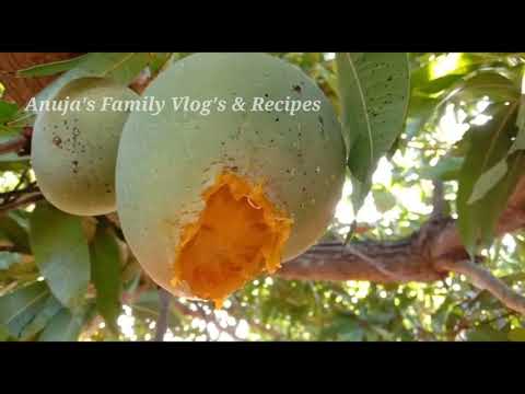 Organic Mango 🥭 Farm Tour|| Mango Farm in hometown|| Evening View Farm Tour || farm tour