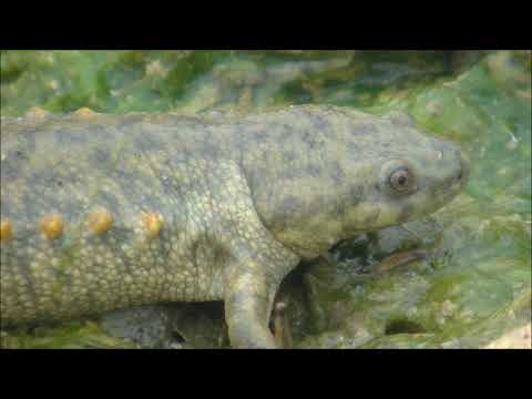 Gallipato Pleurodeles waltl v Sierra Espuña