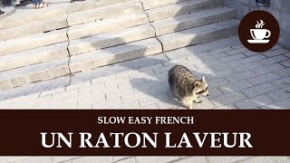 FRENCHPRESSO (Slow, Easy French) - Un raton laveur