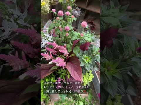 bacs-fleurs-grands-fleurs-pourpre-pétunias bacs à fleurs