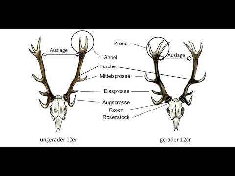 Goldmedaille Lebenshirsch