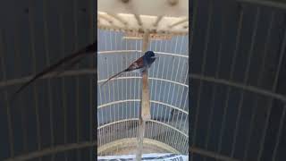 Download lagu Burung Seriwang/talipocong mp3 Download lagu Burung Seriwang/talipocong mp3