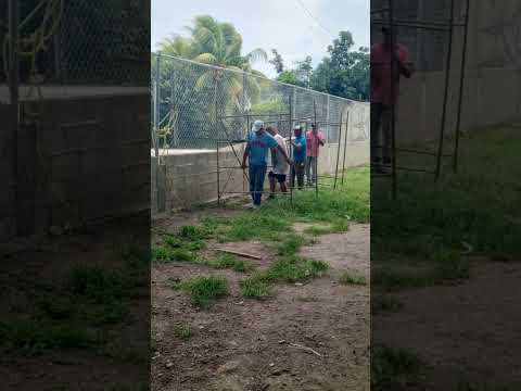 Proyecto de la Juventud Parque Cañabantu Caña de Azúcar municipio Mario Briceño Iragorry