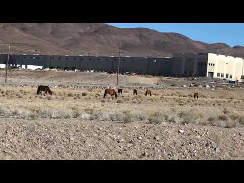 Tesla Gigafactory attempt to ride the wild horses 🐴..... Rejected!