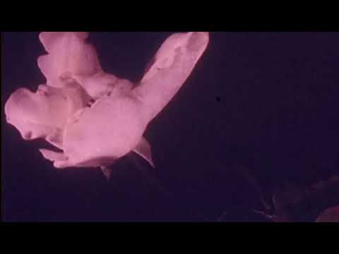 Nowhere Else - by Jennifer Scholl