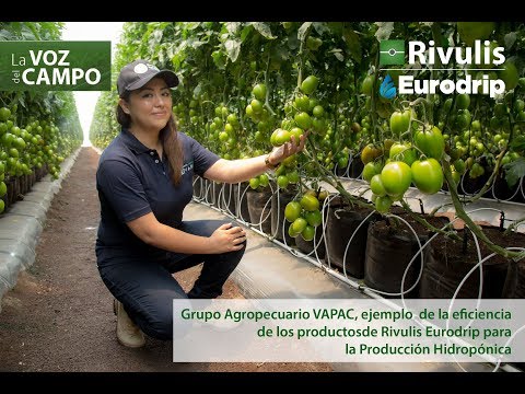 download lagu mp3 mp4 Rivulis Peru, download lagu Rivulis Peru gratis, unduh video klip Rivulis Peru