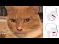 Cat Mewing and Looksmaxxing Meme