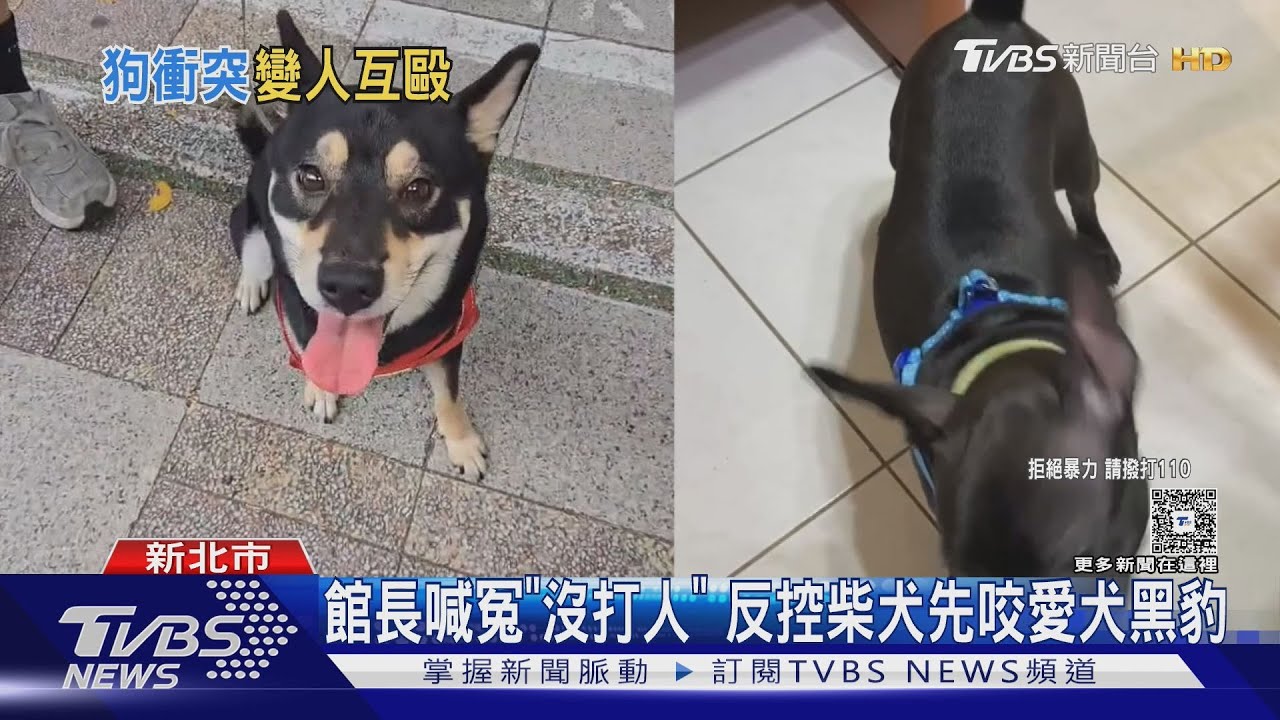 柴柴、土狗是無辜的！飼主為毛孩「街頭對決」