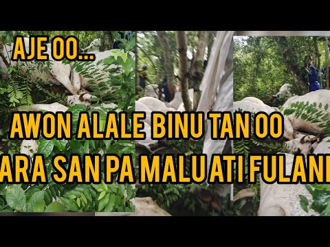 ARA NLA SAN PA MALU 32 ATI FULANI NI ABEOKUTA