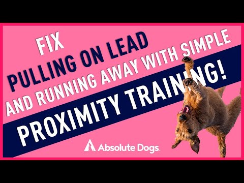 Fix Pulling On Lead and Running Away With Simple Proximity Training