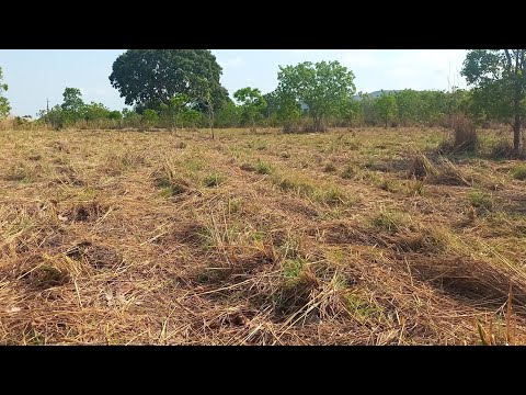 Chácara Vila Boa-Go-Parte 2 - 4 hectares, completa. ESCRITURADO.  Com pastagem. Poço artesiano. 