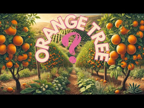 The Astonishing History & Amazing Benefits of Orange Trees