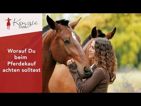 Worauf Du beim Pferdekauf achten solltest