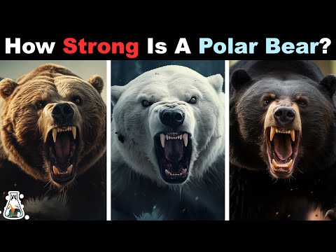 How Strong is a Polar Bear Compared to Other Bears