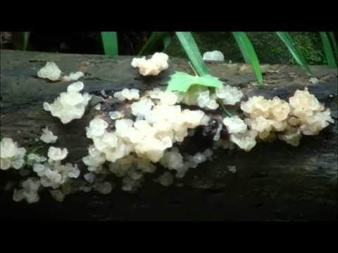 Lunas para sa kuko listahan fungus Camphor oil halamang-singaw sa kanyang mga paa