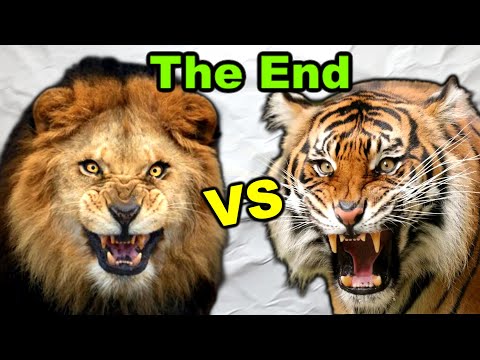 Why Lions Beat Tigers In A Fight