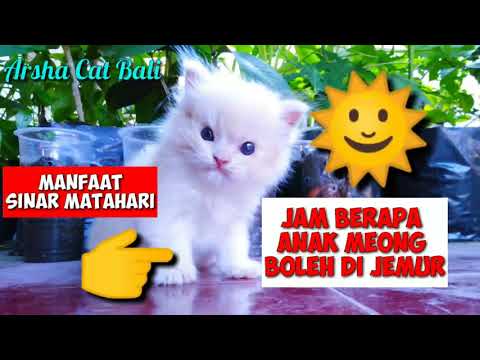 JAM BERAPA SIH ANAK MEONG BOLEH DI JEMUR ??