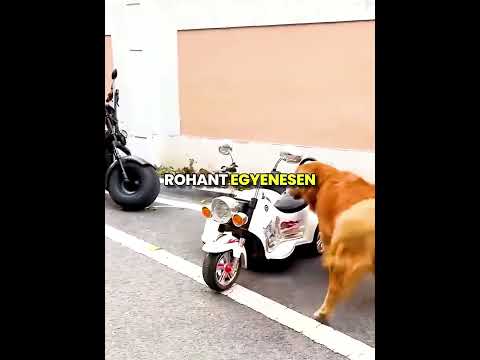 Kutya MOTOROZIK! 🐶